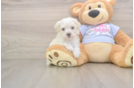 Maltipoo Pup Being Cute