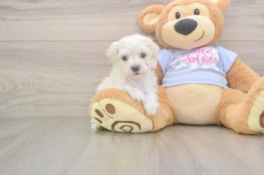 Maltipoo Pup Being Cute