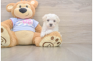 Popular Maltipoo Poodle Mix Pup