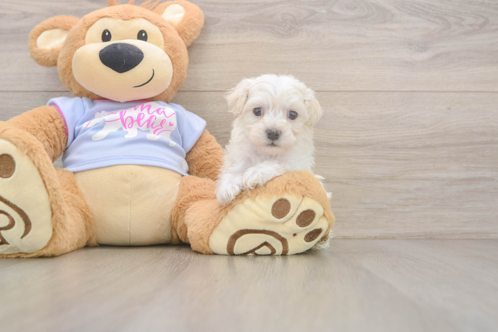 Popular Maltipoo Poodle Mix Pup