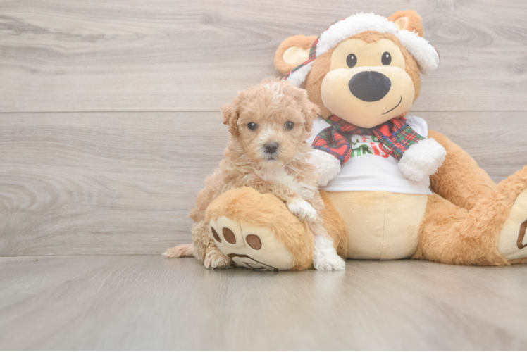 Maltipoo Puppy for Adoption
