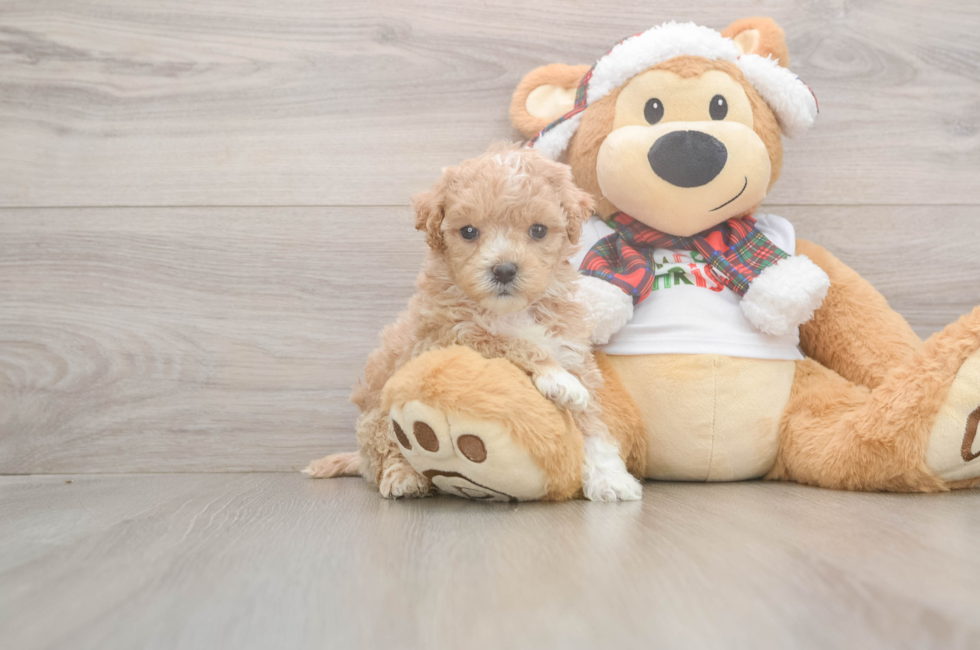 5 week old Maltipoo Puppy For Sale - Puppy Love PR