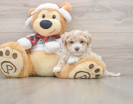 8 week old Maltipoo Puppy For Sale - Puppy Love PR