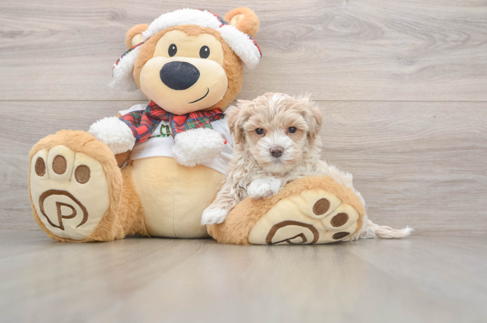 5 week old Maltipoo Puppy For Sale - Puppy Love PR