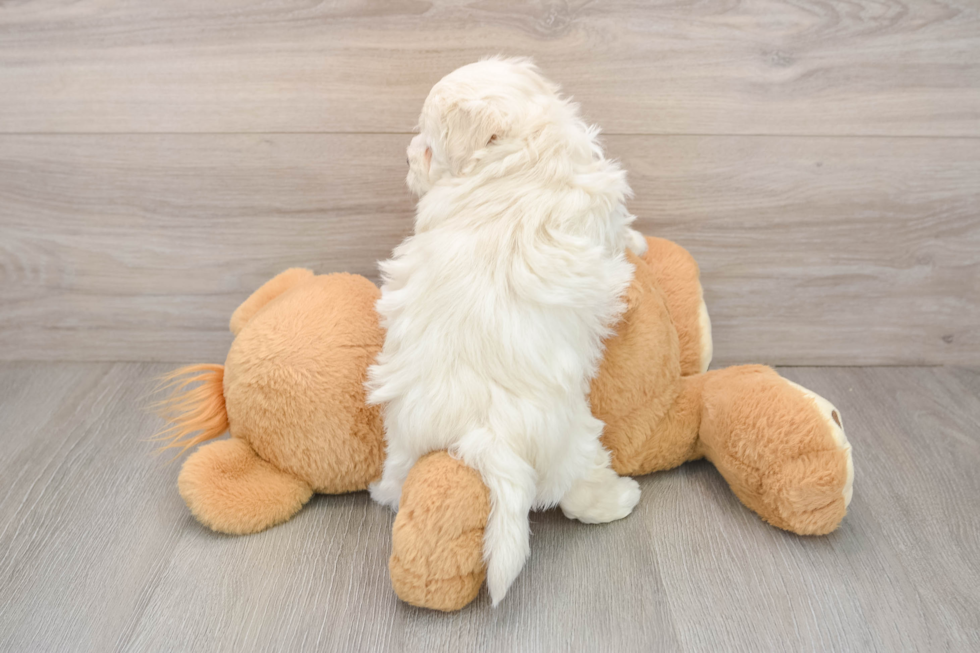 Playful Maltese Poodle Poodle Mix Puppy