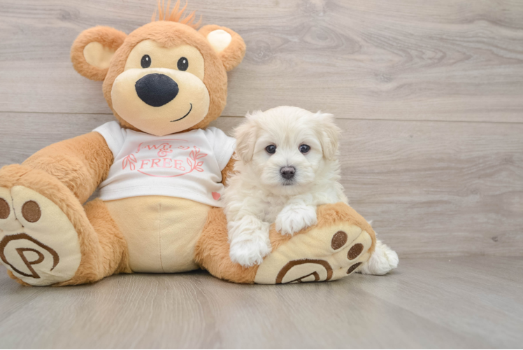 Best Maltipoo Baby