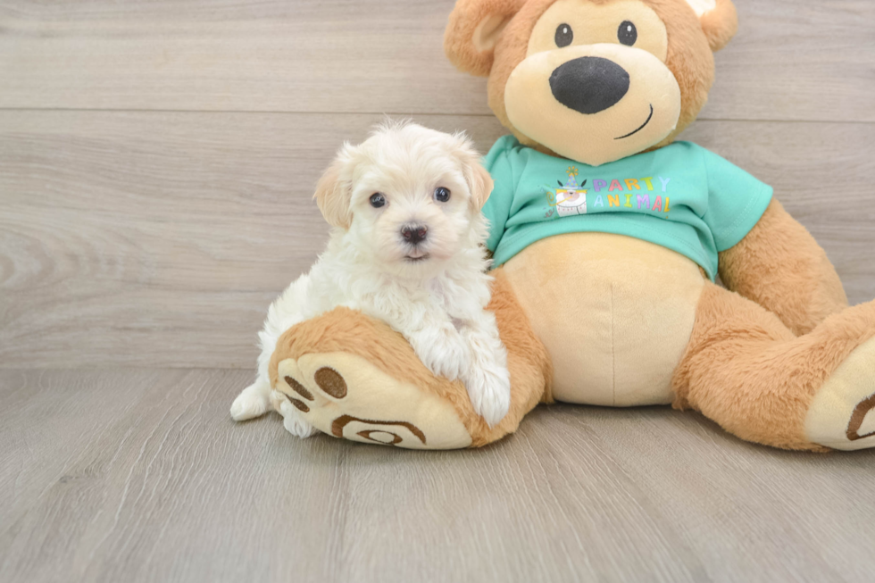 Best Maltipoo Baby