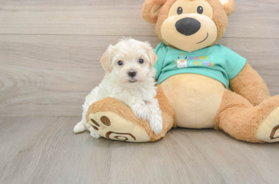 Best Maltipoo Baby