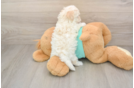 Cute Maltipoo Baby