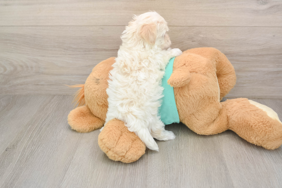 Cute Maltipoo Baby