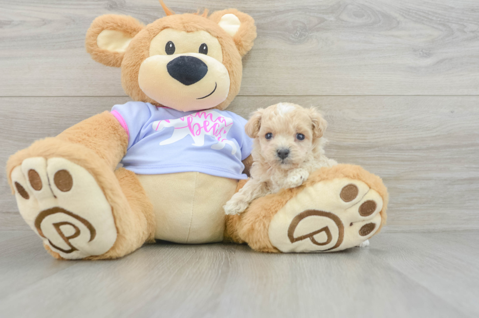 6 week old Maltipoo Puppy For Sale - Puppy Love PR