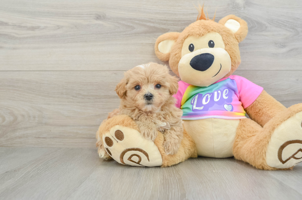 7 week old Maltipoo Puppy For Sale - Puppy Love PR