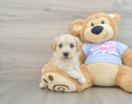 8 week old Maltipoo Puppy For Sale - Puppy Love PR