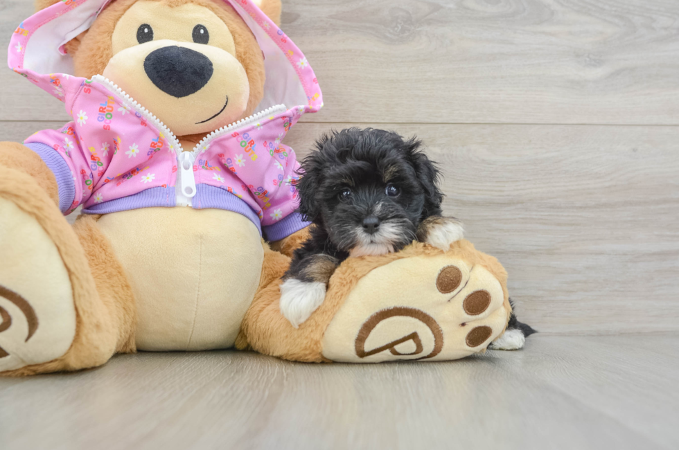 5 week old Maltipoo Puppy For Sale - Puppy Love PR