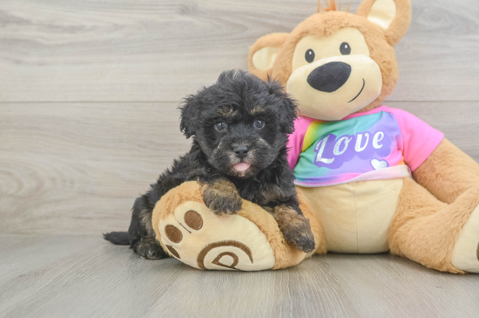 5 week old Maltipoo Puppy For Sale - Puppy Love PR