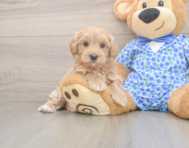 8 week old Maltipoo Puppy For Sale - Puppy Love PR