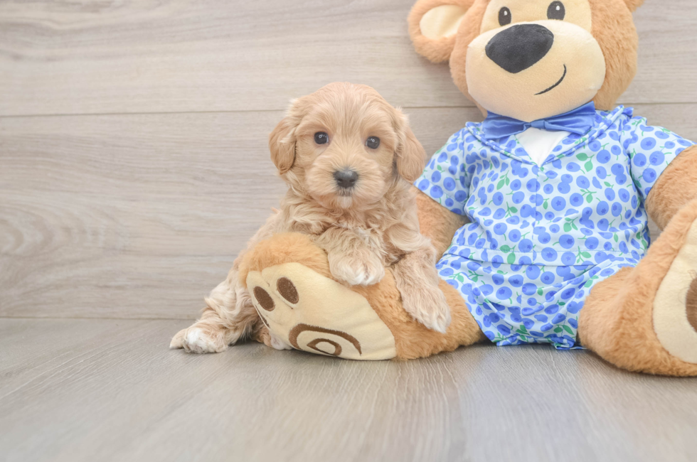 6 week old Maltipoo Puppy For Sale - Puppy Love PR