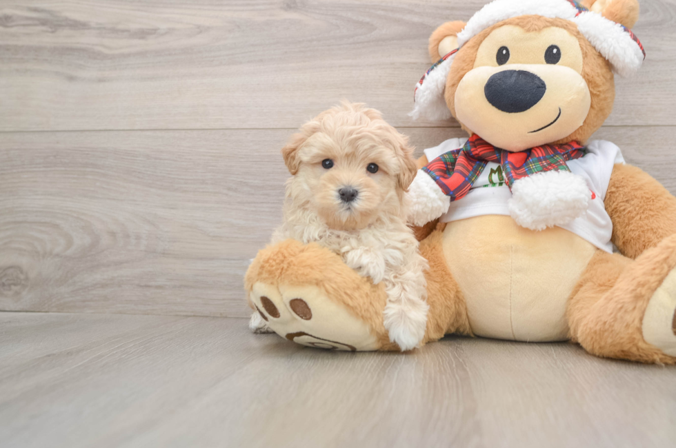 5 week old Maltipoo Puppy For Sale - Puppy Love PR