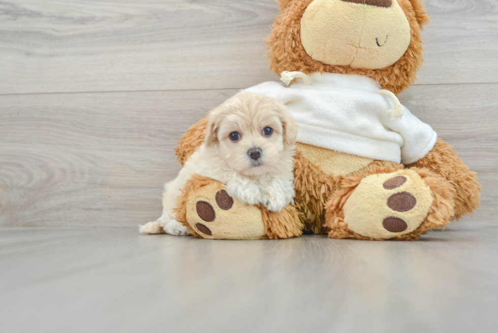 Adorable Maltese Poodle Poodle Mix Puppy