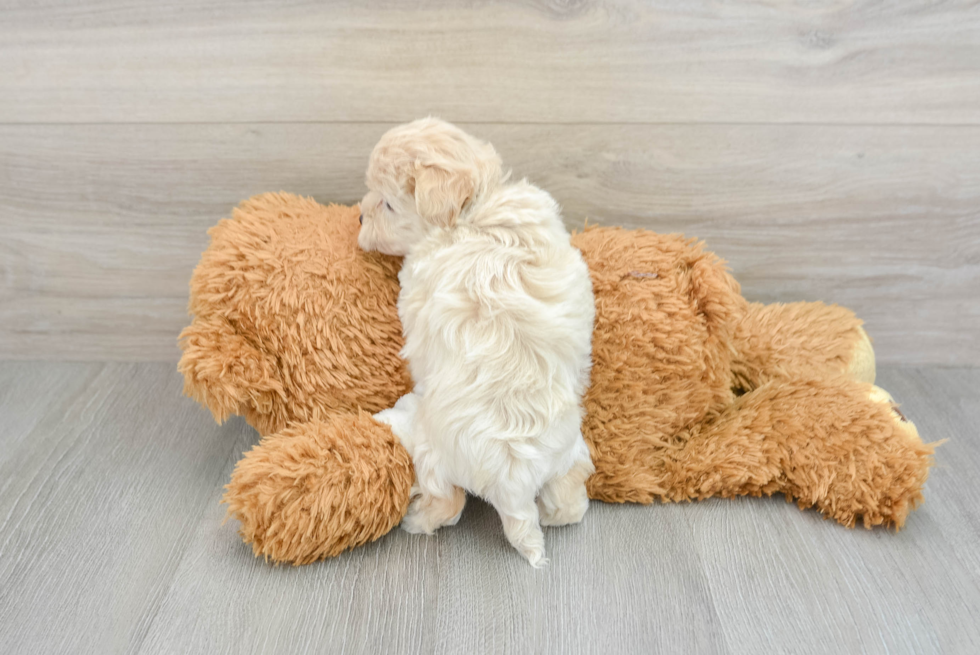 Petite Maltipoo Poodle Mix Pup