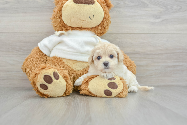 Maltipoo Puppy for Adoption