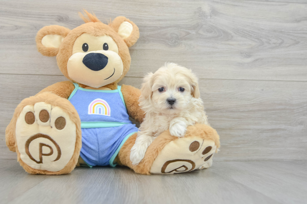 6 week old Maltipoo Puppy For Sale - Puppy Love PR