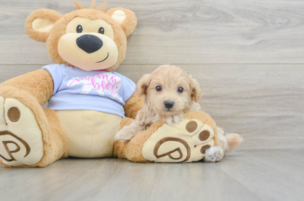 6 week old Maltipoo Puppy For Sale - Puppy Love PR