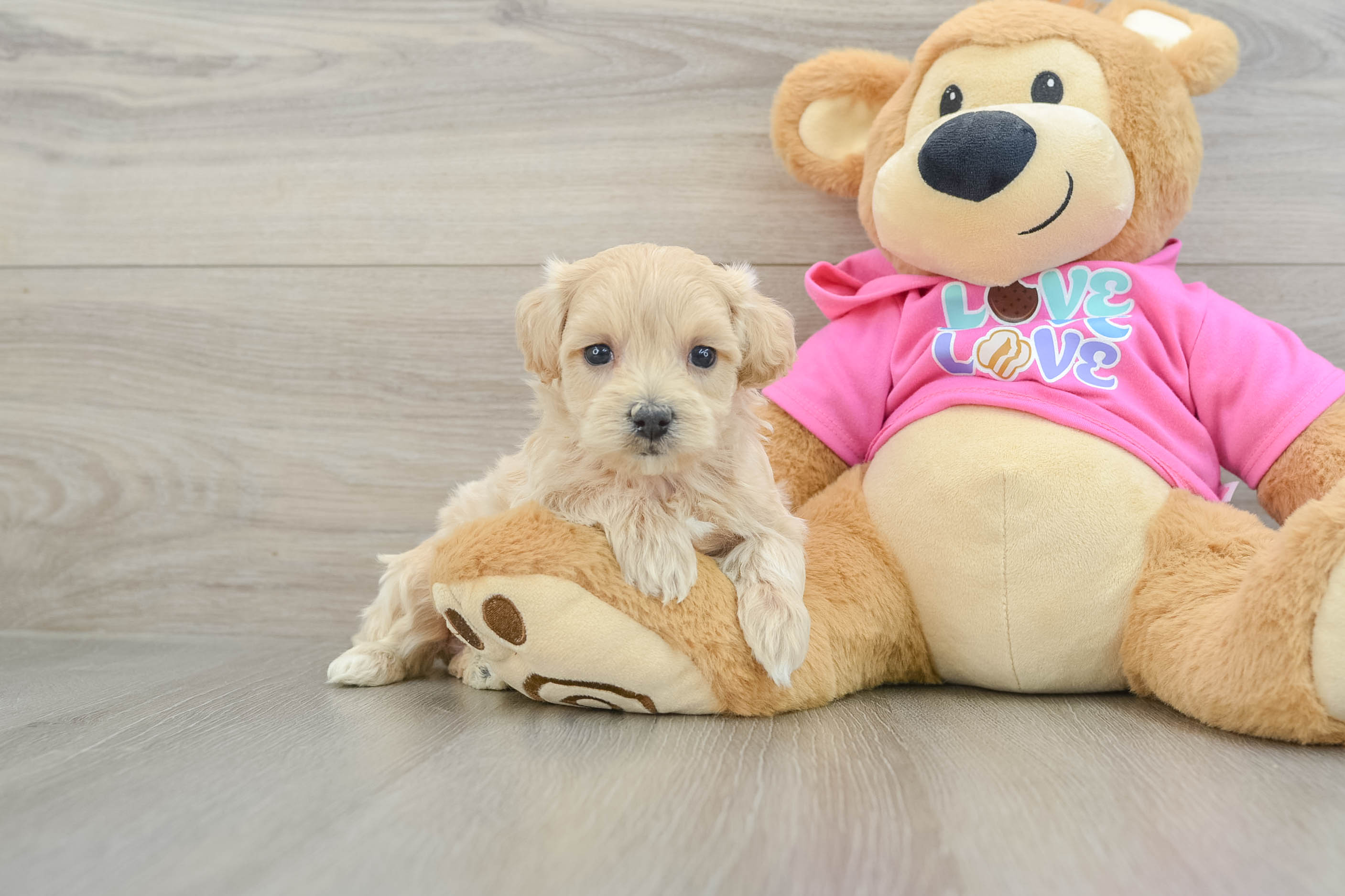 Sweet Maltipoo Baby