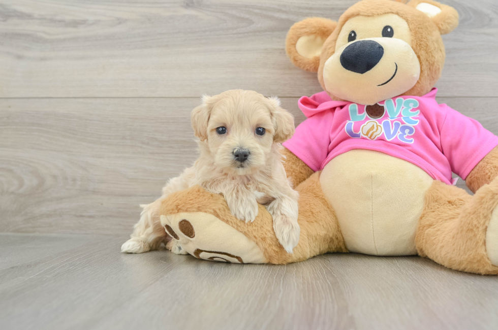 6 week old Maltipoo Puppy For Sale - Puppy Love PR
