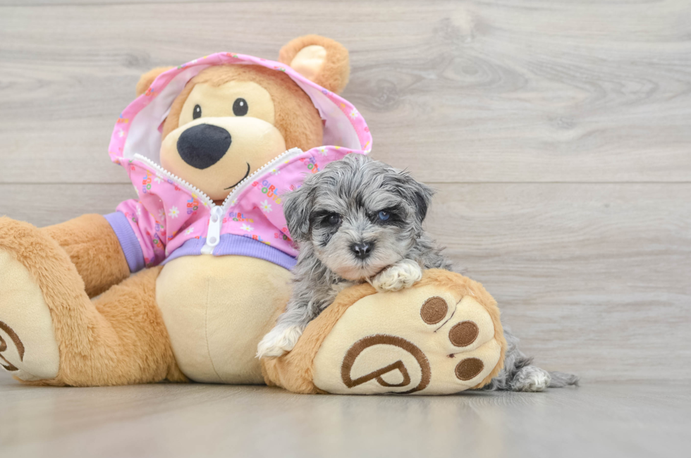 5 week old Maltipoo Puppy For Sale - Puppy Love PR