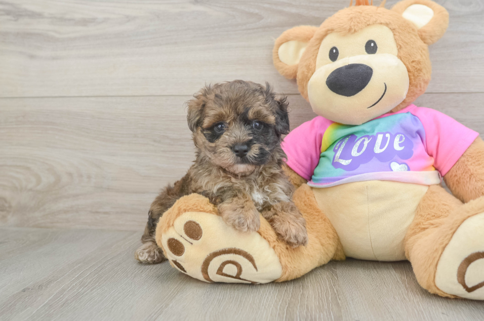 5 week old Maltipoo Puppy For Sale - Puppy Love PR