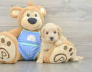 8 week old Maltipoo Puppy For Sale - Puppy Love PR