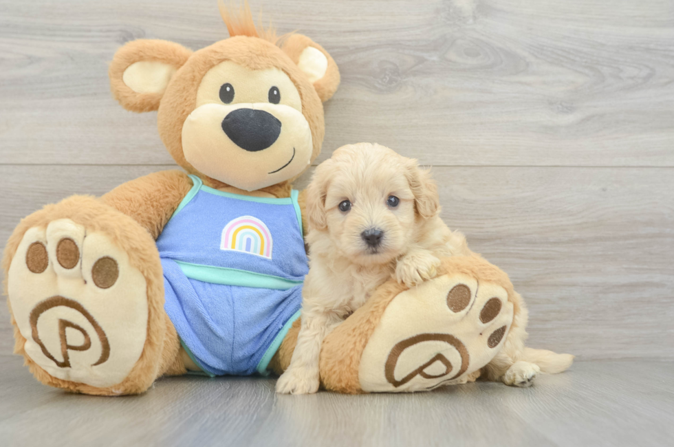6 week old Maltipoo Puppy For Sale - Puppy Love PR