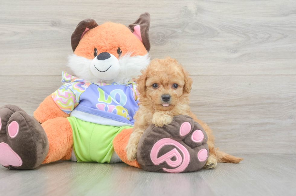 5 week old Maltipoo Puppy For Sale - Puppy Love PR