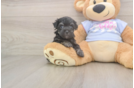 Small Maltipoo Baby