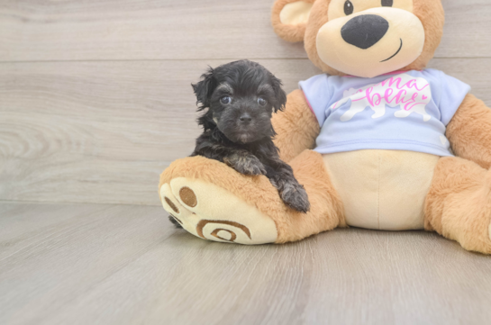 Small Maltipoo Baby