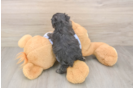Small Maltipoo Baby