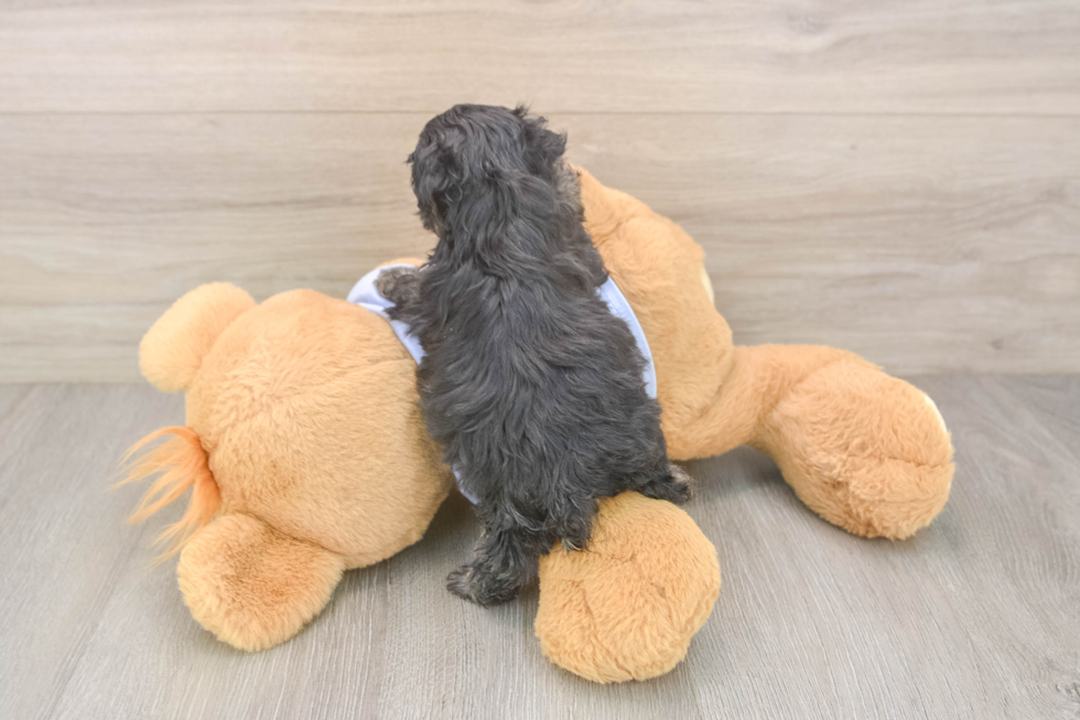 Small Maltipoo Baby
