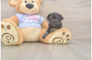 Playful Maltese Poodle Poodle Mix Puppy