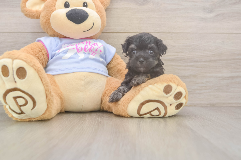 Playful Maltese Poodle Poodle Mix Puppy