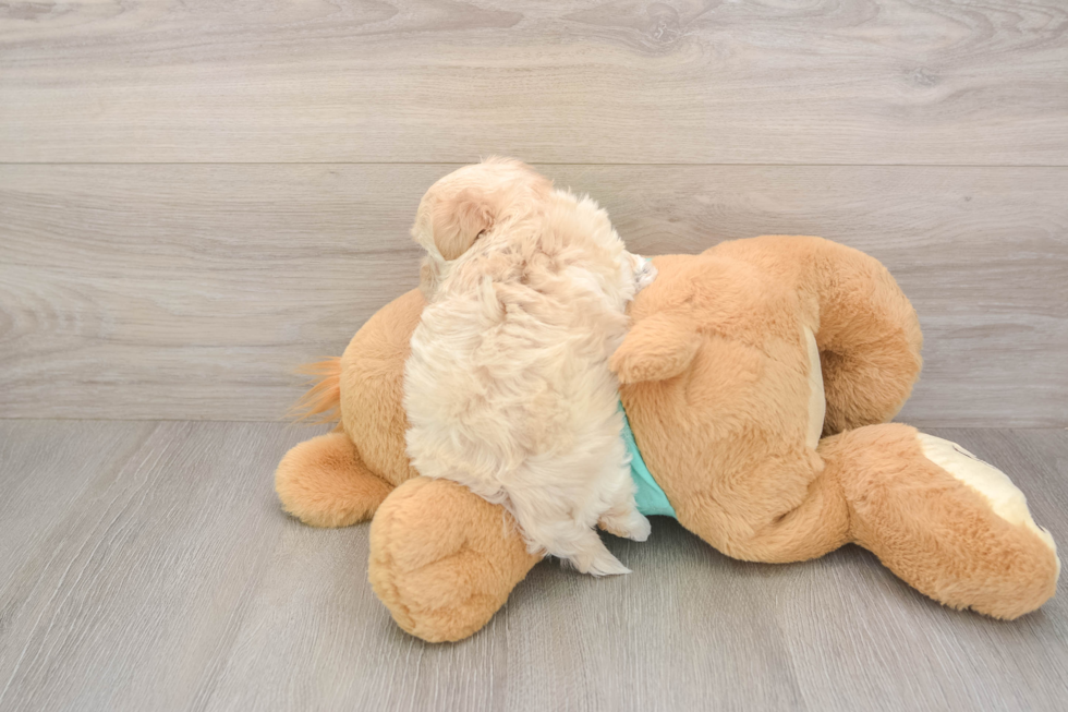 Playful Maltidoodle Poodle Mix Puppy