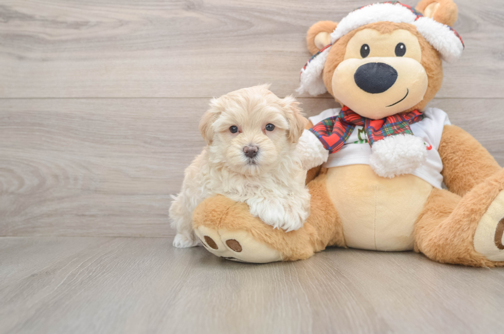 5 week old Maltipoo Puppy For Sale - Puppy Love PR