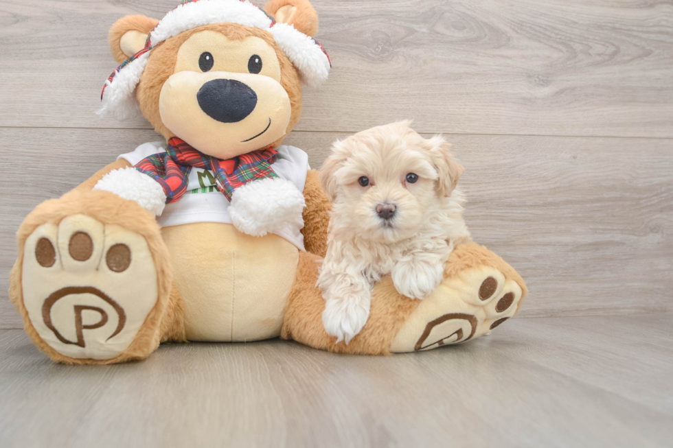 Best Maltipoo Baby