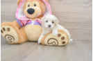 Best Maltipoo Baby