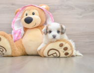 7 week old Maltipoo Puppy For Sale - Puppy Love PR