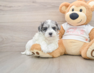 8 week old Maltipoo Puppy For Sale - Puppy Love PR