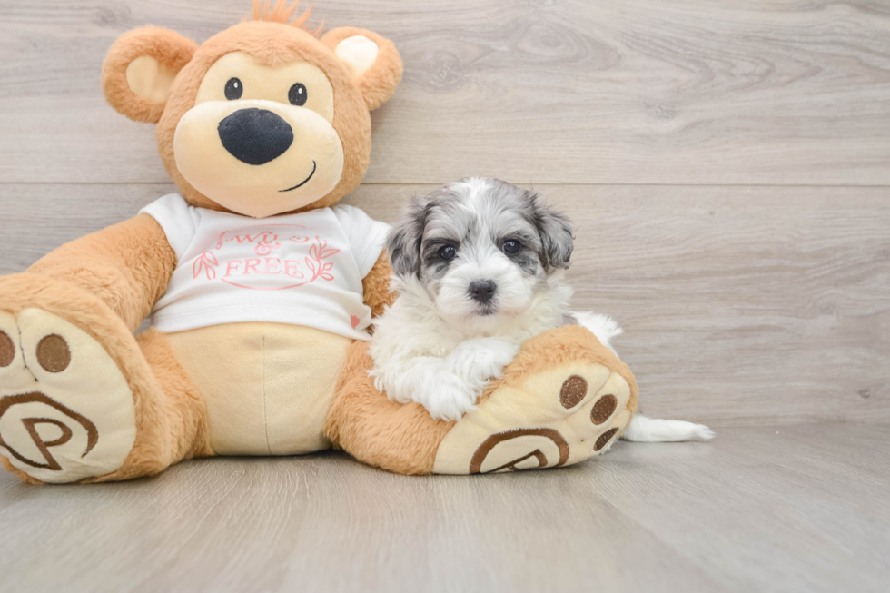 Maltipoo Pup Being Cute