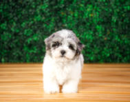 10 week old Maltipoo Puppy For Sale - Puppy Love PR