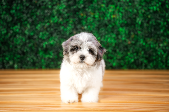 Cute Malt a Poo Poodle Mix Puppy