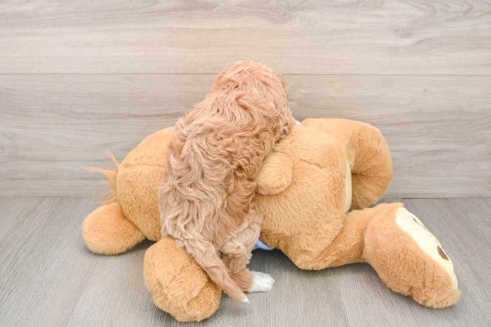 Friendly Maltipoo Baby